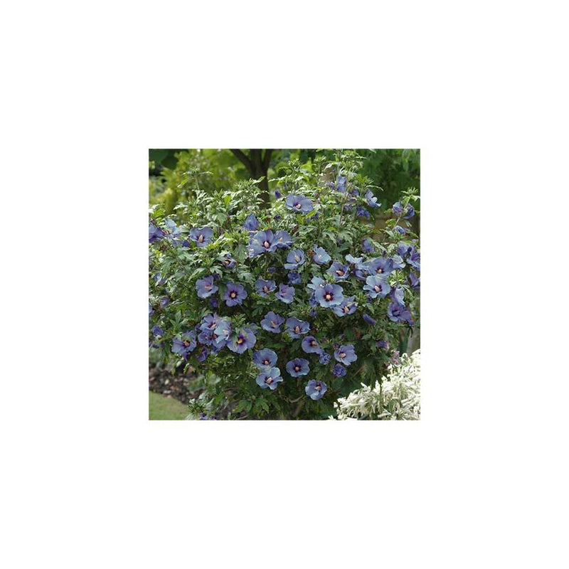 Standard Hibiscus Marina Blue You Garden