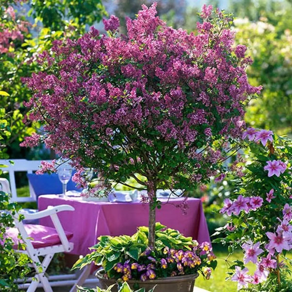 Syringa 'Palibin' (Lilac) Standard Tree 90cm Tall You Garden