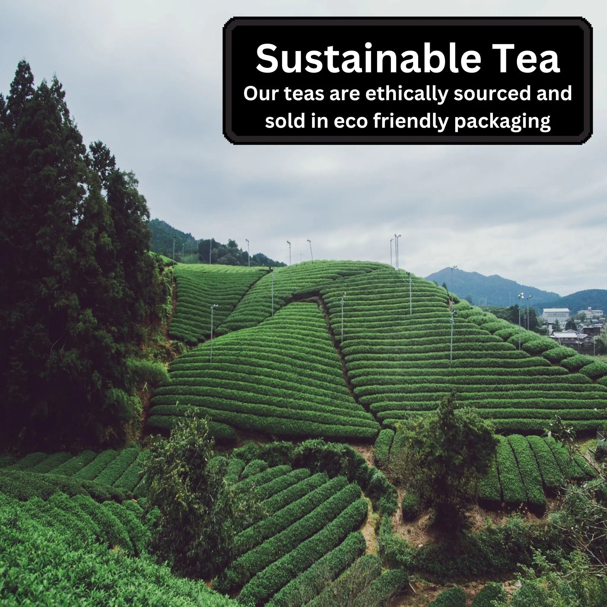 The Finest Tea Collection Camellios