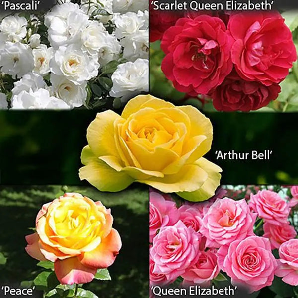 The Garden Glamour 'Repeat-Flowering' Rose Collection You Garden