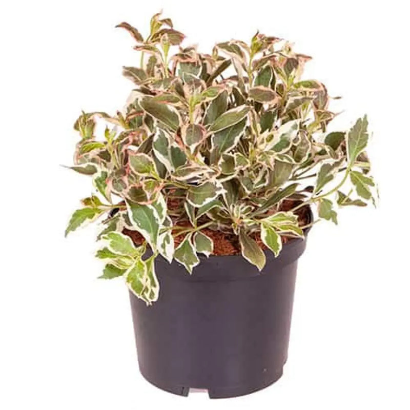 Weigela Florida 'Monet' 3L Pot You Garden