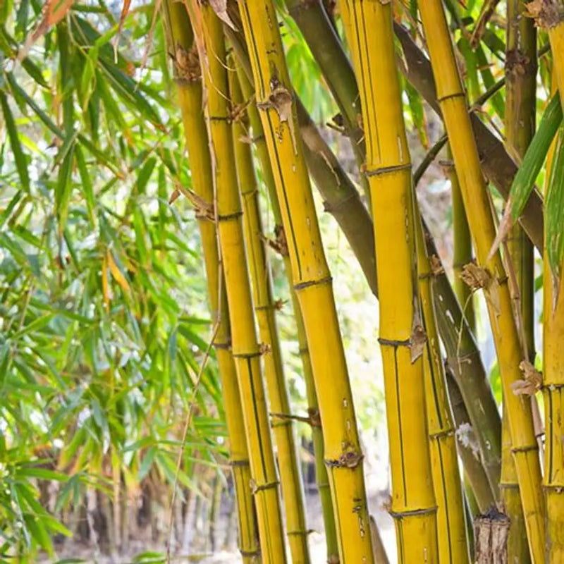 Yellow Bamboo Phyllostachys Aureosulcata 3L Pot You Garden