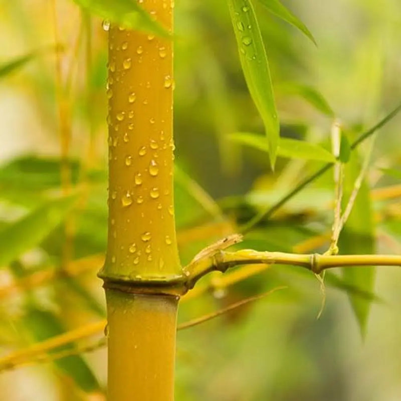 Yellow Bamboo Phyllostachys Aureosulcata 3L Pot You Garden