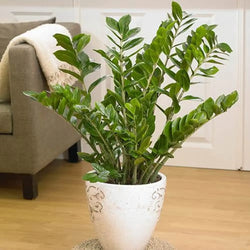 Zamioculcas Zamiifolia - 17cm Pot You Garden