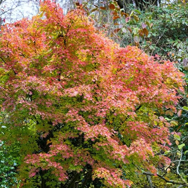 Acer palmatum Orange Dream in 3L Pot You Garden