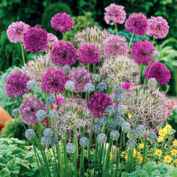 Allium Collection Bulbs x100 You Garden