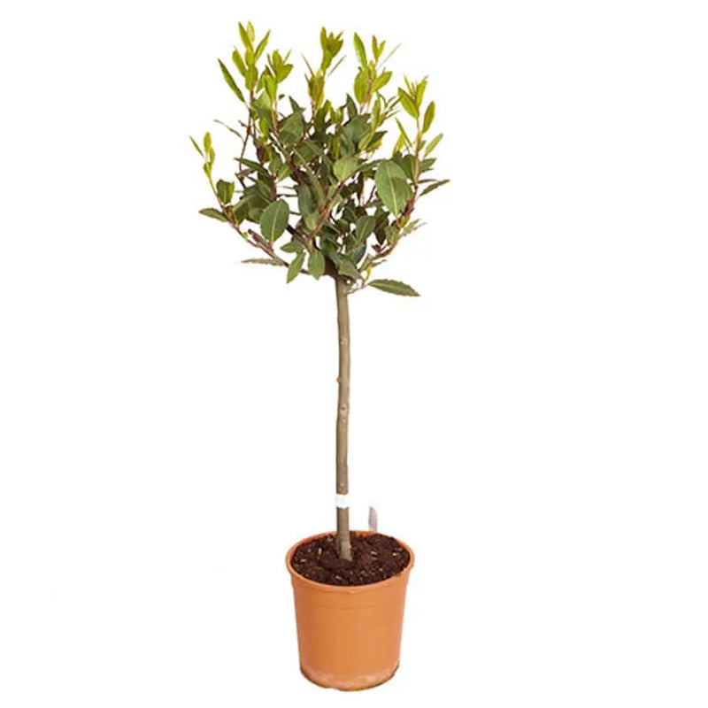 Bay Tree Standard 70-80cm Tall You Garden
