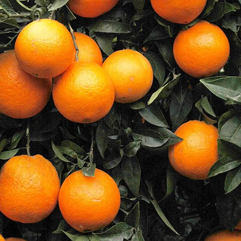 Blood Orange Citrus Tree in 6L Pot You Garden