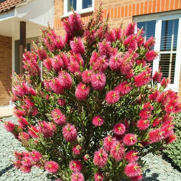 Bottlebrush Plant Callistemon Citrinus in 2.5L Pot You Garden