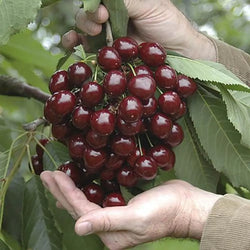 Cherry 'Little Stella' Patio 4.5L Pot You Garden