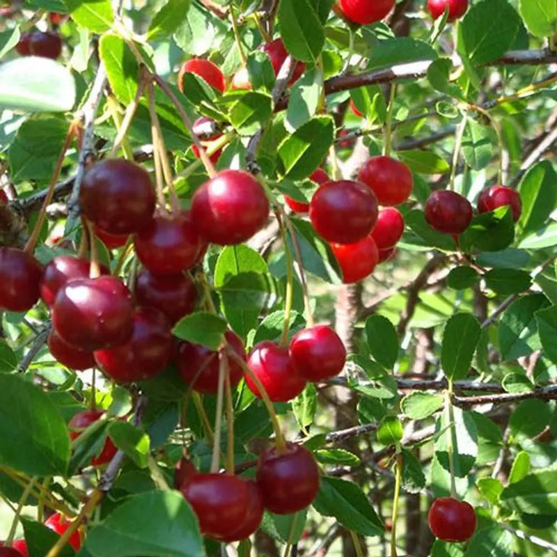 Cherry Bush 'Porthos' in 3L Pot You Garden