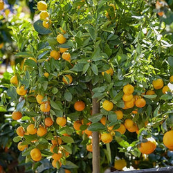 Citrus Calamondin 'Panama Orange Tree 9cm Pot You Garden