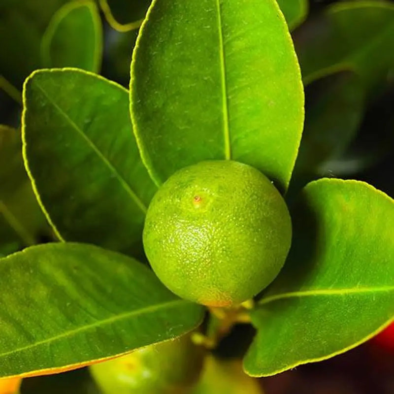 Citrus Calamondin 'Panama Orange Tree 9cm Pot You Garden