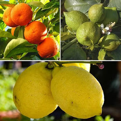 Citrus Grove Collection x 3 Plants in 9cm Pots You Garden