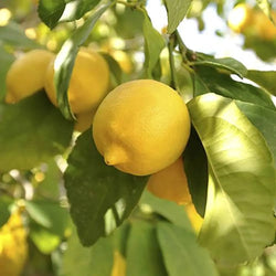 Citrus Lemon 'Citron' Tree 9cm Pot You Garden