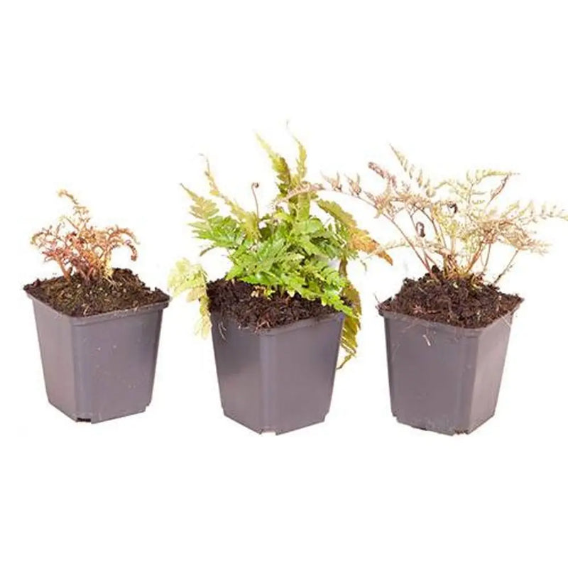 Colourful Hardy Ferns x3 in 9cm Pots You Garden