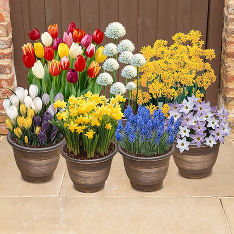Complete Spring Flower Collection Bulbs x 300 You Garden