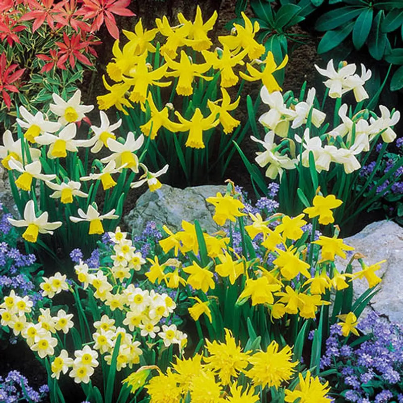 Complete Spring Flower Collection Bulbs x 300 You Garden