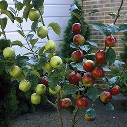 Duo Fruit Apple Tree - 2 Varieties On One Tree You Garden