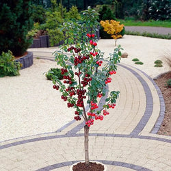 Duo Fruit Cherry Tree - 2 Varieties On One Tree You Garden