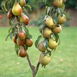 Duo Fruit Pear Tree - 2 Varieties On One Tree You Garden