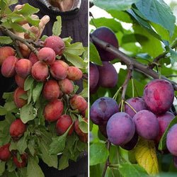 Duo Fruit Plum Tree - 2 Varieties On One Tree You Garden