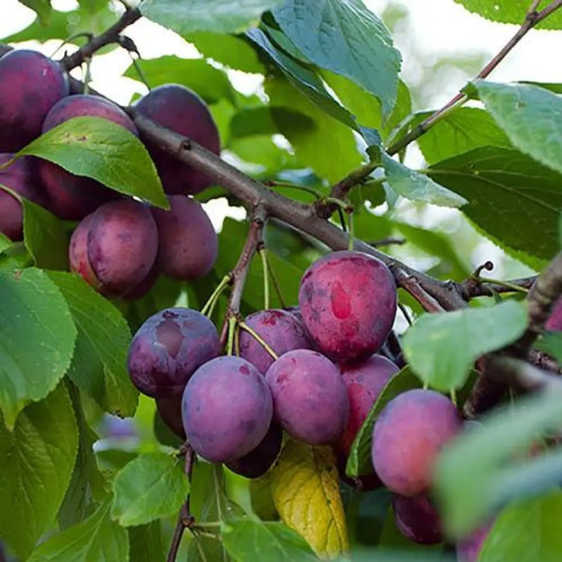 Duo Fruit Plum Tree - 2 Varieties On One Tree You Garden