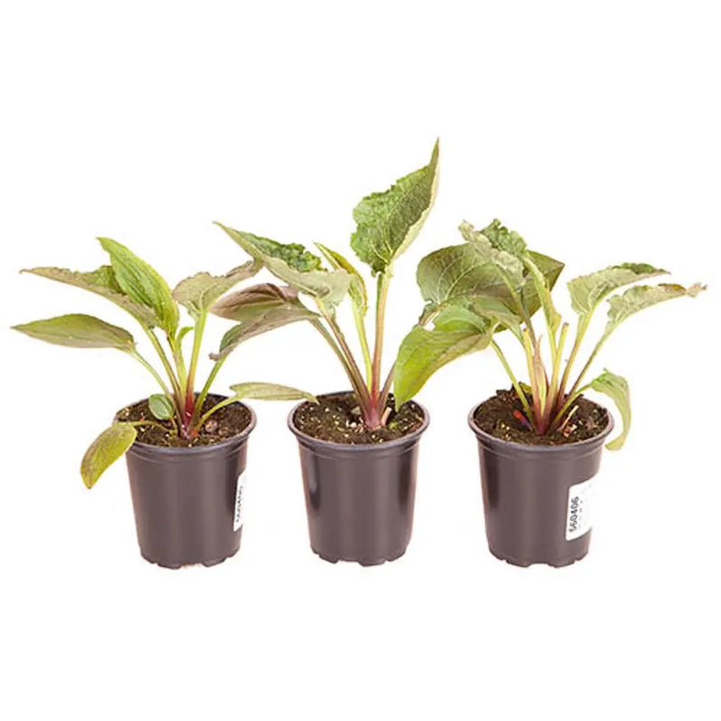 Echinacea Green Twister x 3 Plants in 9cm Pots You Garden