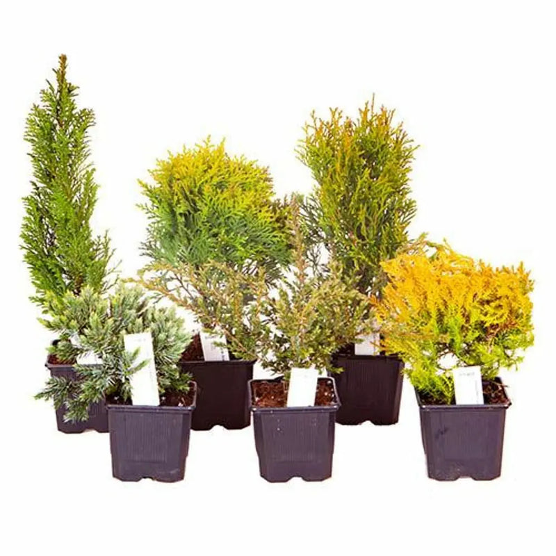 Evergreen Hardy Dwarf Conifer Collection x 6 Plants in 9cm Pots You Garden