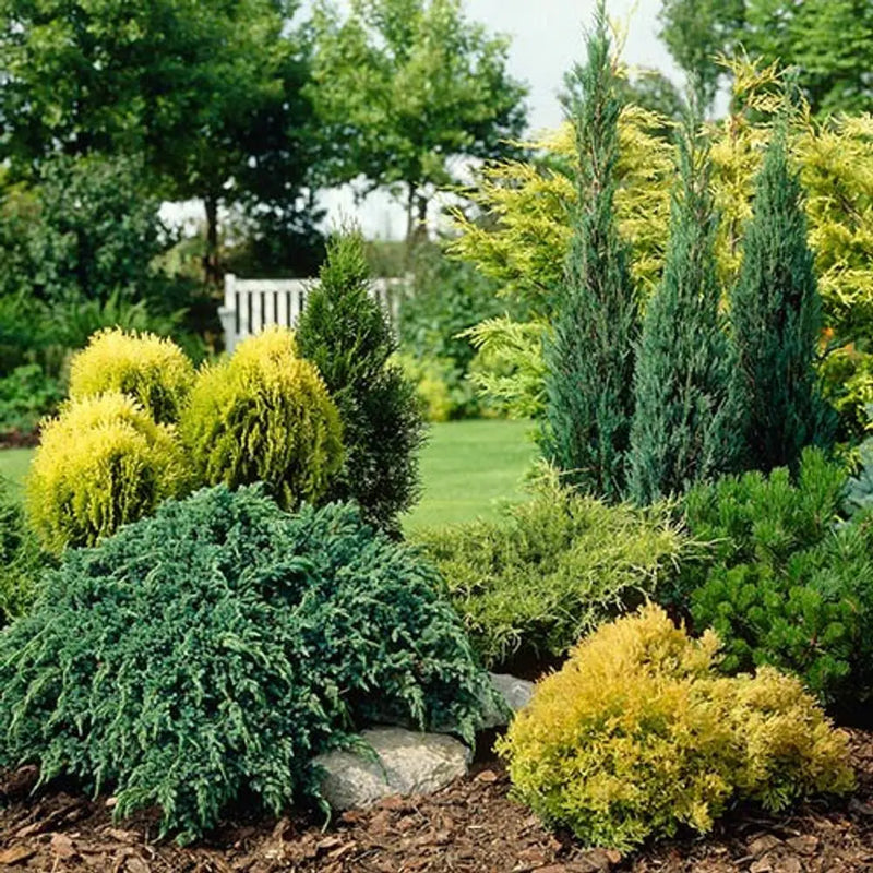 Evergreen Hardy Dwarf Conifer Collection x 6 Plants in 9cm Pots You Garden