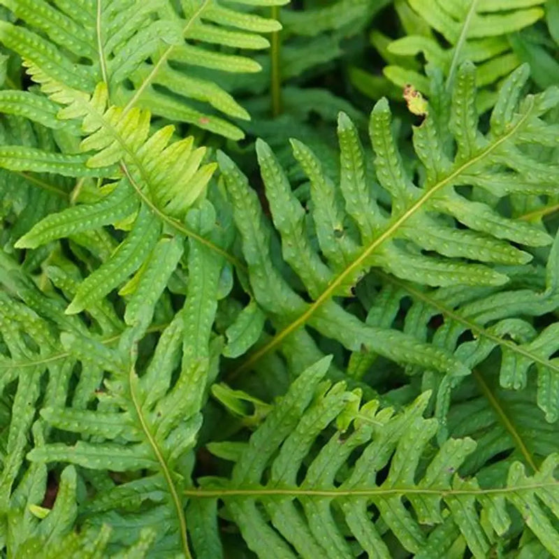 Evergreen Hardy Fern Collection x 3 Plants You Garden