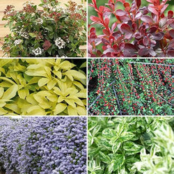 Evergreen Shrub Collection x 6 Plants in 9cm Pots You Garden