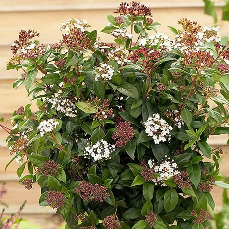 Evergreen Shrub Collection x 6 Plants in 9cm Pots You Garden