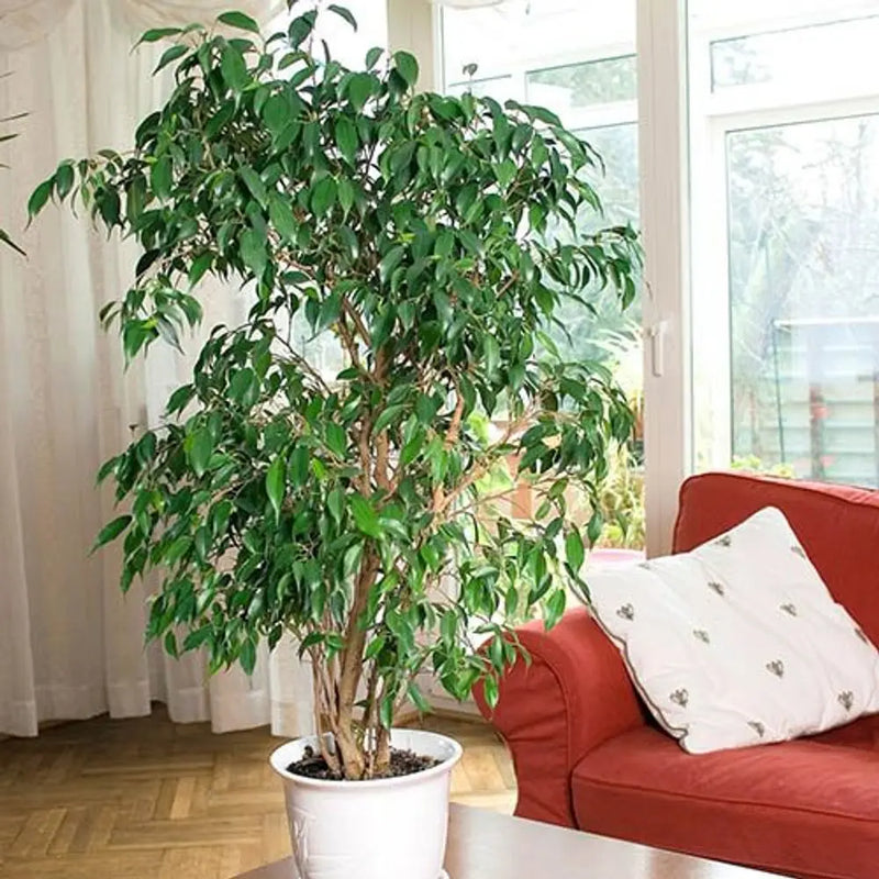 Ficus Benjamanica Exotica - Weeping Fig 90cm Tall in 21cm Pot You Garden