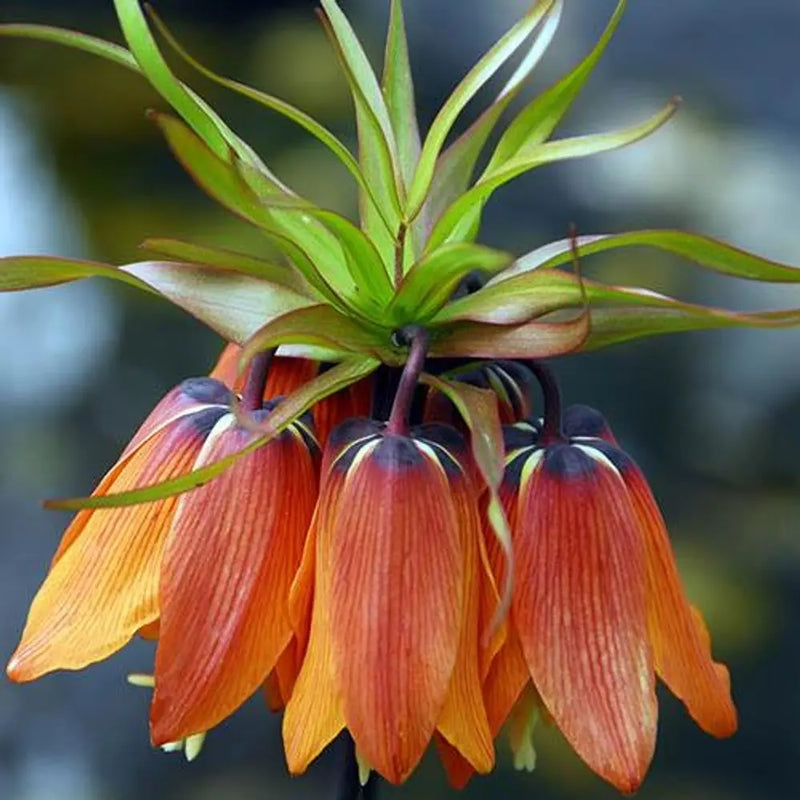 Fritillaria Orange Bulbs x2 You Garden