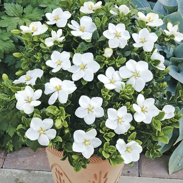 Gardenia 'Kleim's Hardy' x 3 Plants in 9cm Pots You Garden