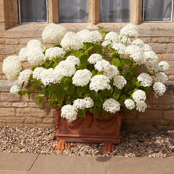 Hydrangea 'Incrediball' in 3L Pot You Garden