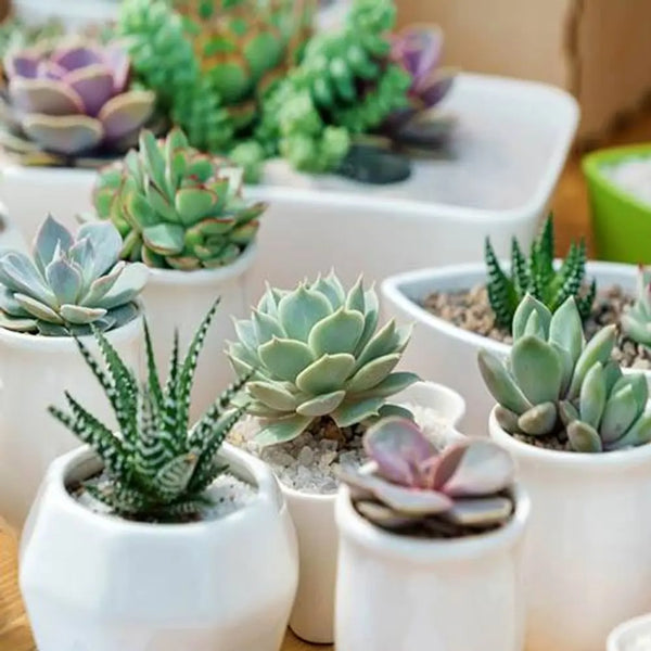 Indoor Succulent Mix - 6 Plants in 5.5cm Pots You Garden