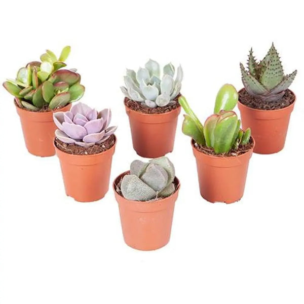 Indoor Succulent Mix - 6 Plants in 5.5cm Pots You Garden