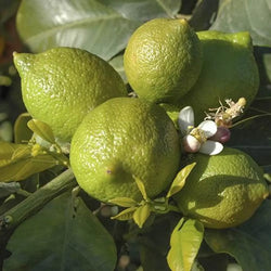 Large Lime Tree in 6.5L Pot You Garden