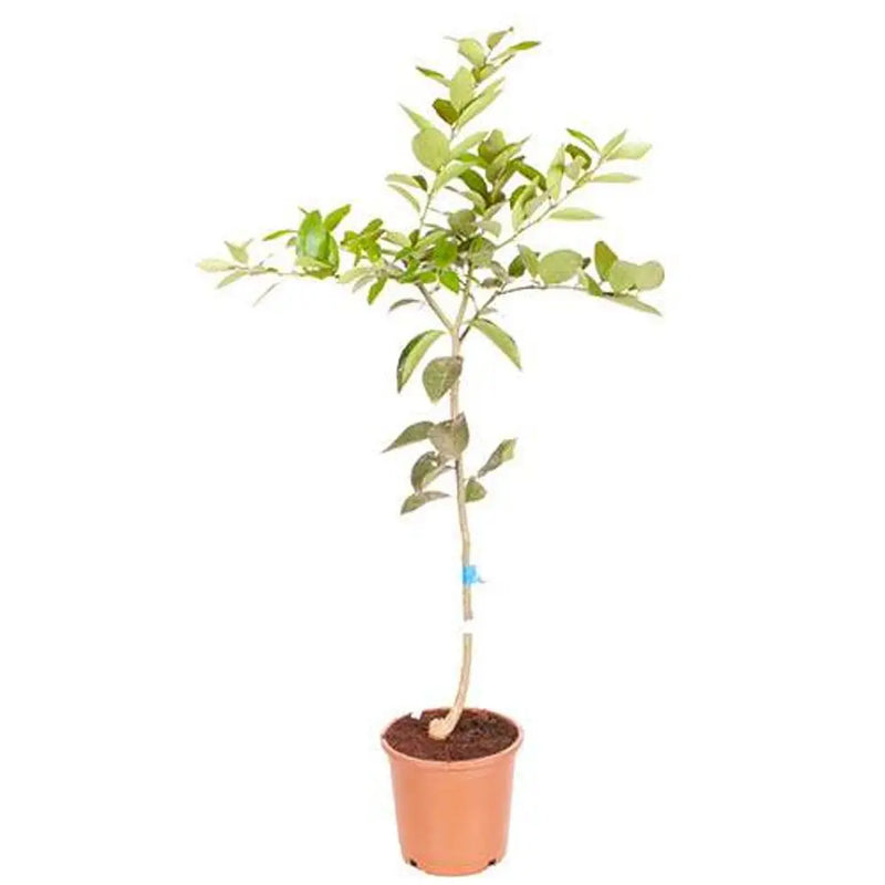 Large Lime Tree in 6.5L Pot You Garden