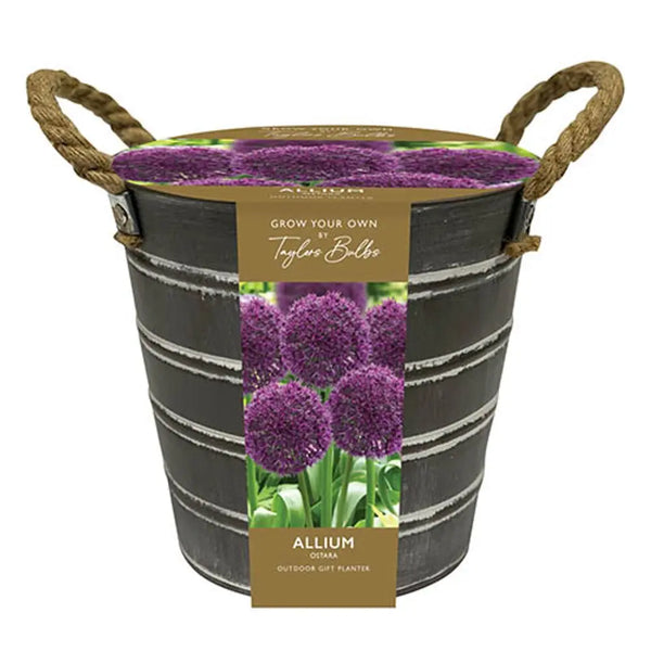 Outdoor Allium Planter Bucket You Garden