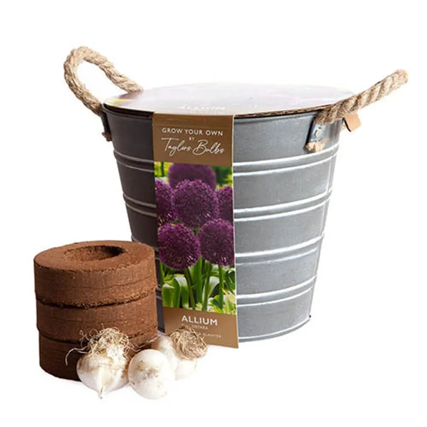 Outdoor Allium Planter Bucket You Garden