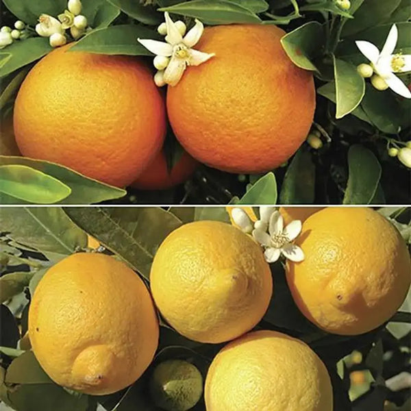 Pair of Large Citrus Trees in 6.5L Pots with Citrus Feed You Garden