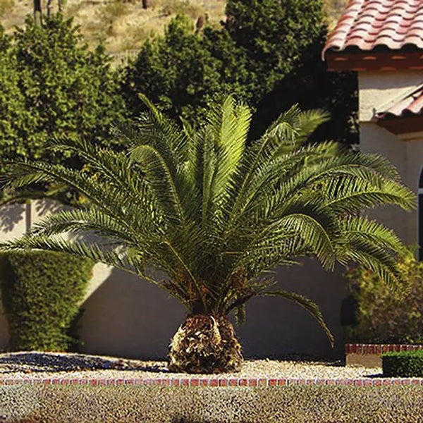 Pair of Phoenix Palms 60-80cm Tall You Garden