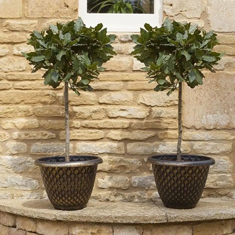 Pair of Standard Bay Trees 70-80cm tall You Garden