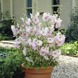 Patio Lavatera Mallow 'Barnsley Baby' x 3 Plants in 9cm Pots You Garden