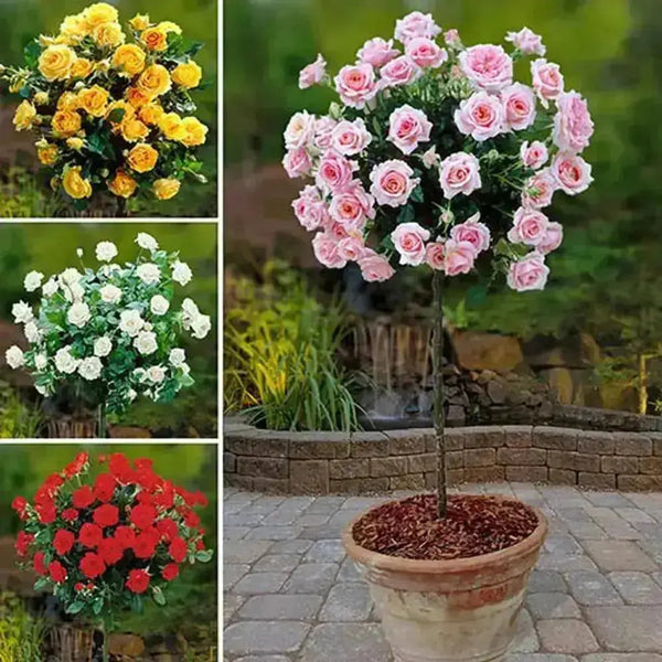 Patio Standard Rose Collection x 4 Bushes You Garden