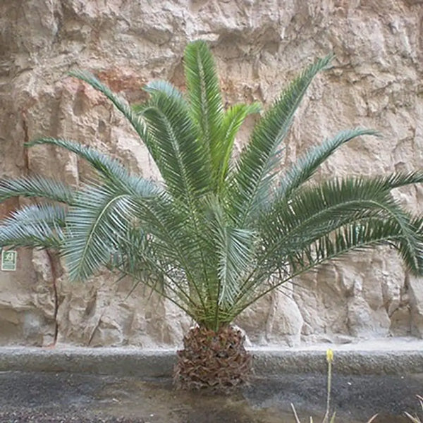 Phoenix Canariensis 60-80cm tall 14cm Pot You Garden
