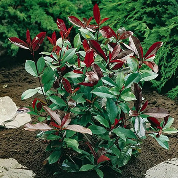 Photinia 'Little Red Robin' 2L Pot You Garden